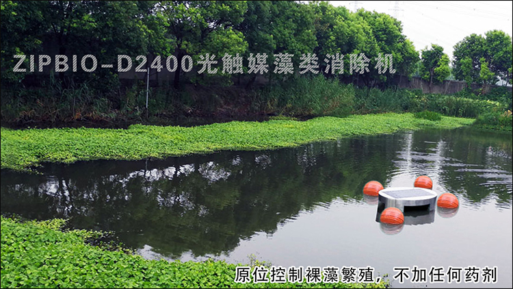 裸藻治理