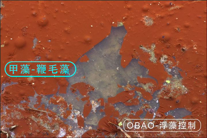 甲藻
