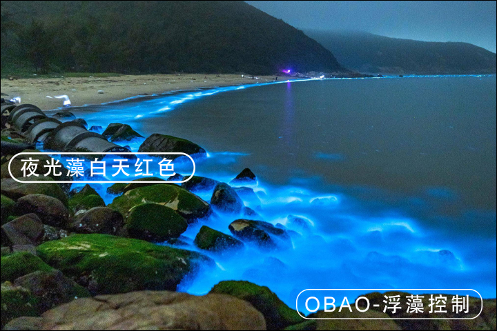 夜光藻.jpg