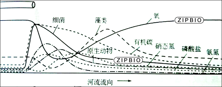 水体自净