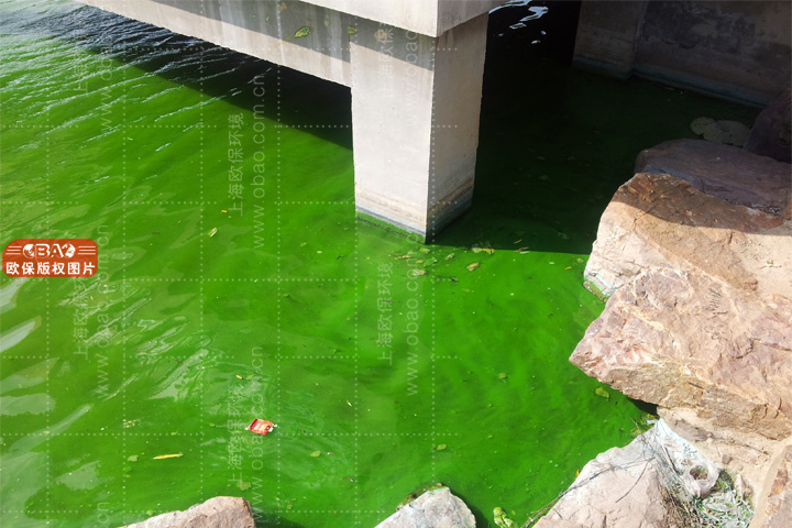 蓝藻水华.jpg