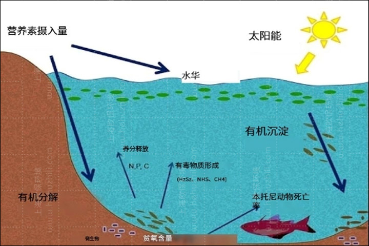 蓝藻治理