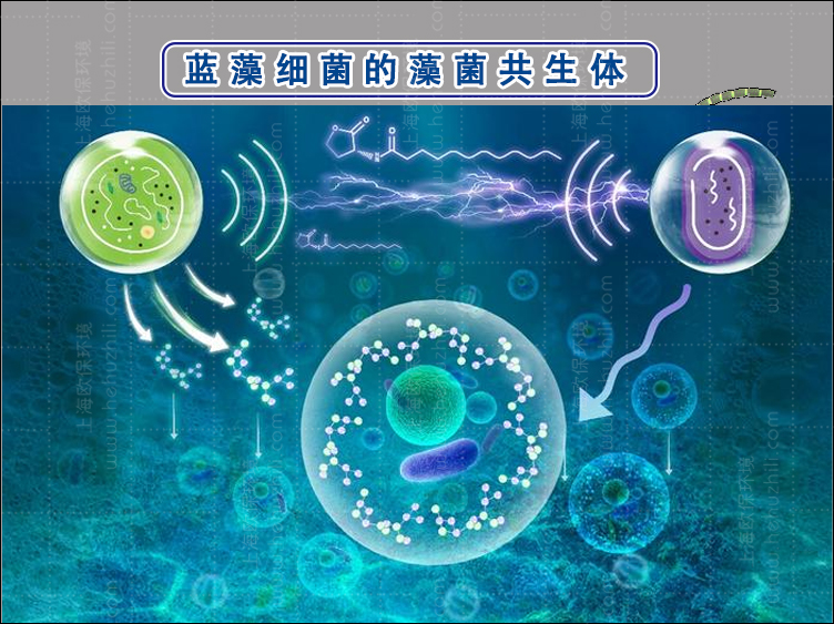 蓝藻治理