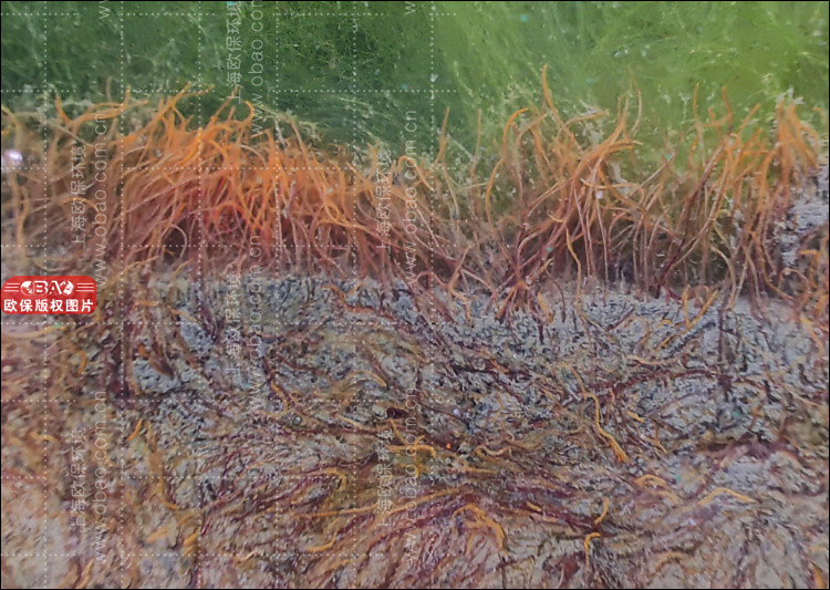 水蚯蚓