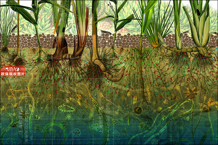 湿地植物.jpg