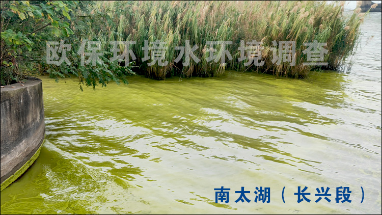 微囊藻.jpg