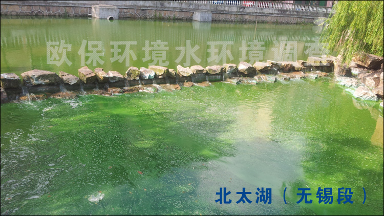 蓝藻水华