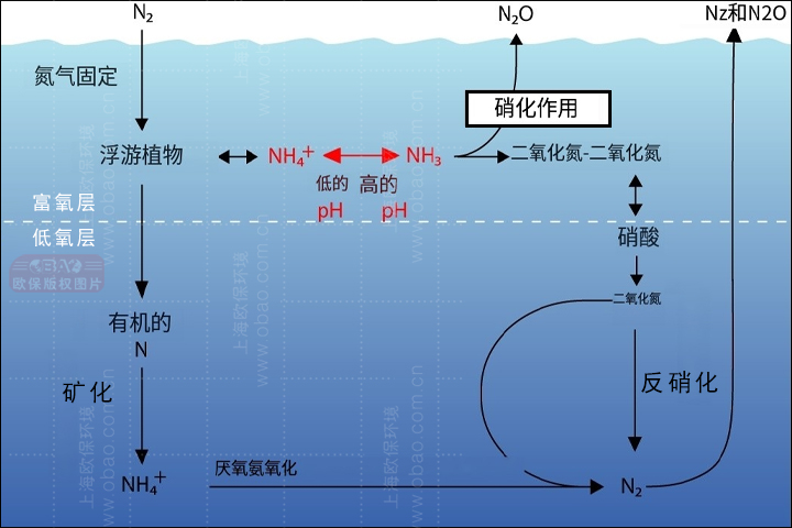 总氮