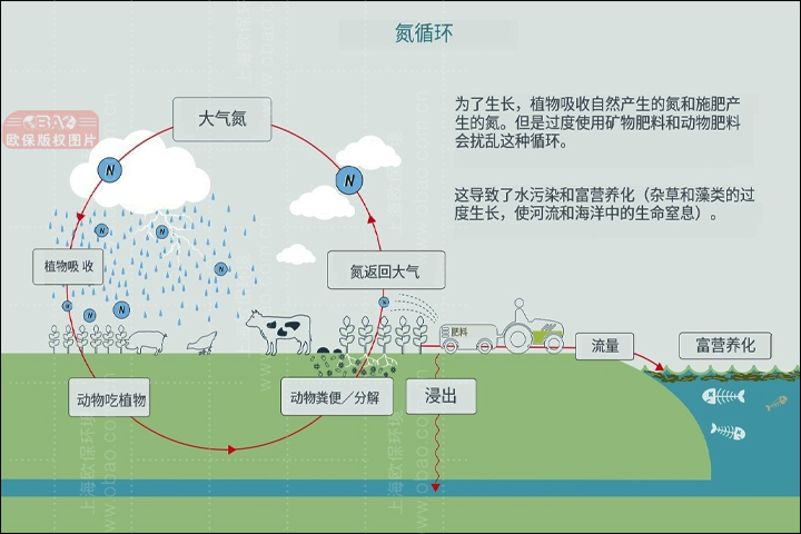 氮循环