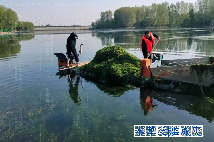 水下森林