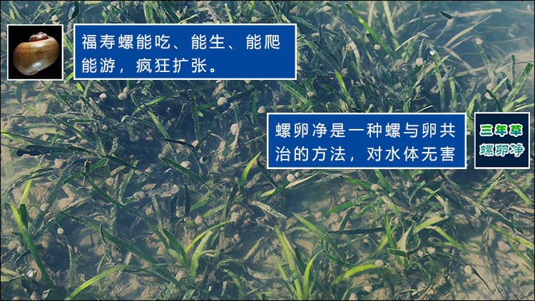螺卵净.jpg