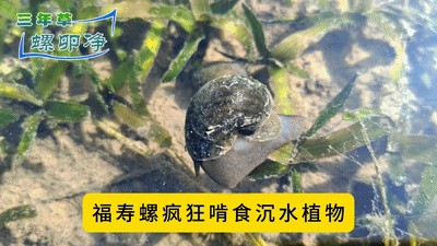 福寿螺.gif