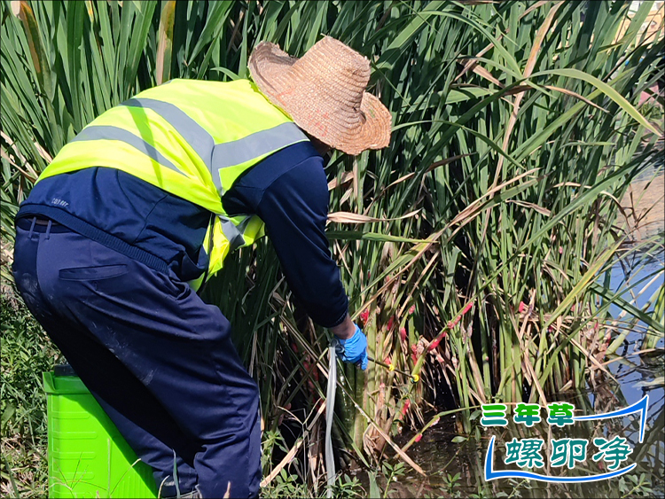 福寿螺防治
