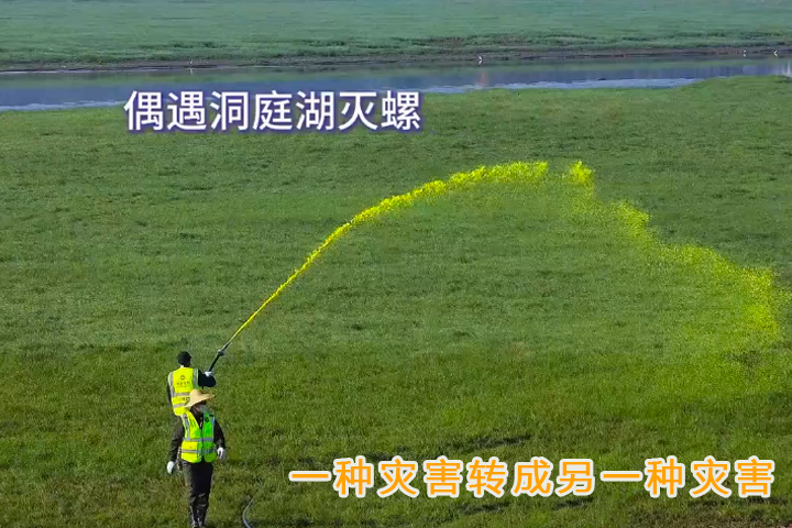 福寿螺治理.jpg
