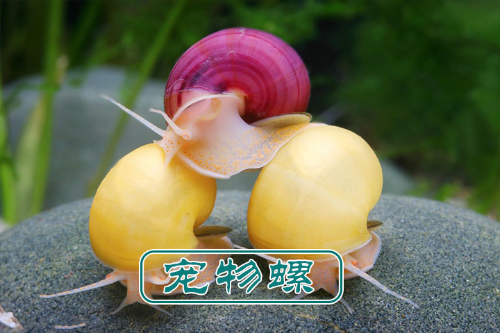福寿螺