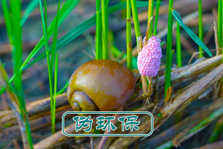 福寿螺