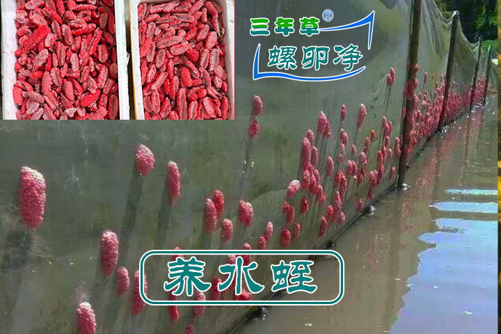 螺卵净