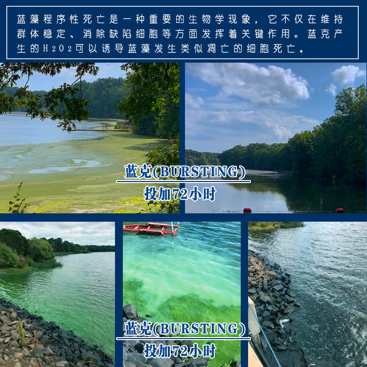 蓝藻应急治理.jpg