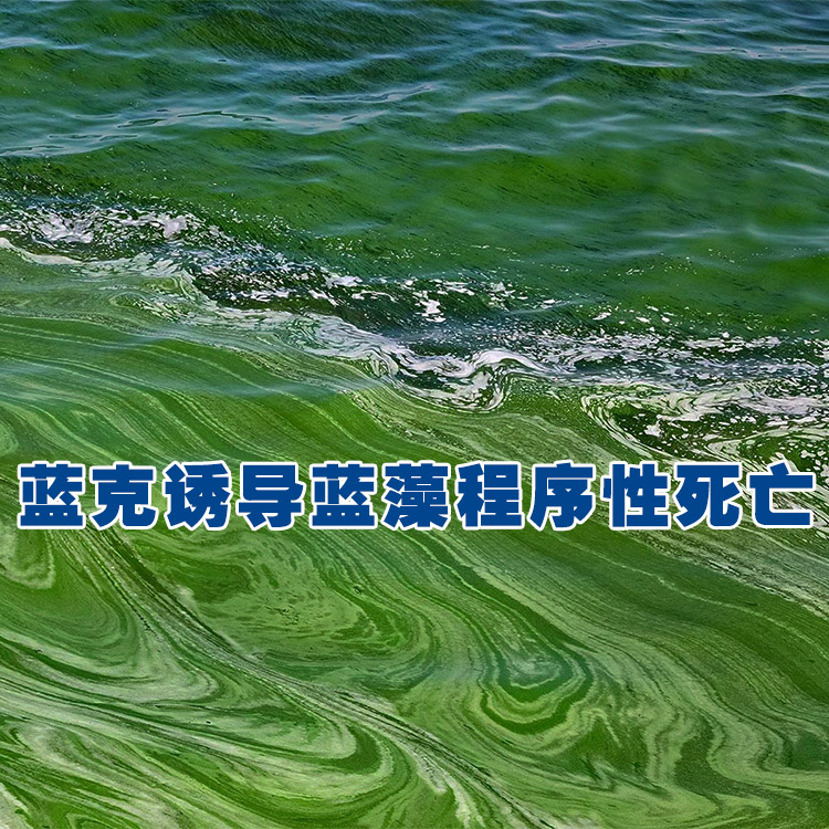 蓝克诱导蓝藻程序性死亡
