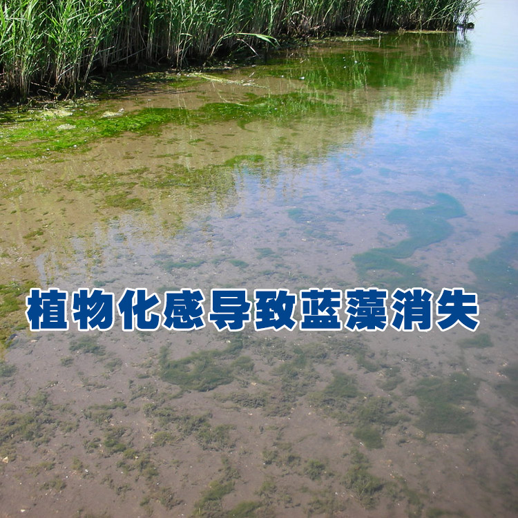 植物化感导致蓝藻消失