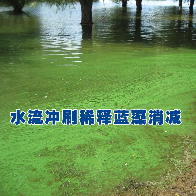 水流冲刷稀释蓝藻.jpg