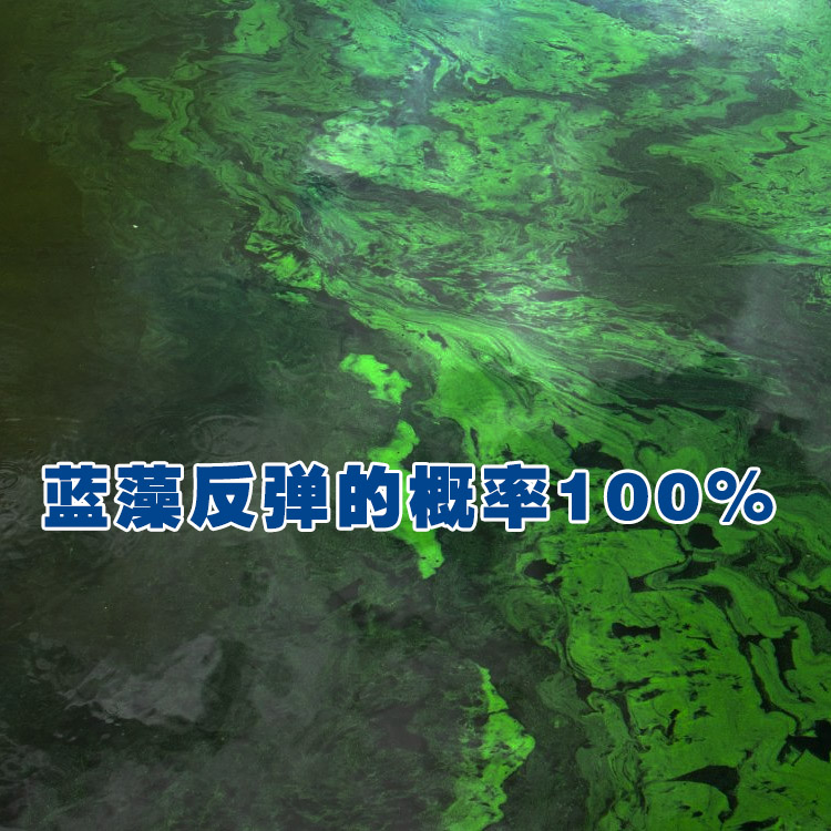 蓝藻反弹的概率百分之百