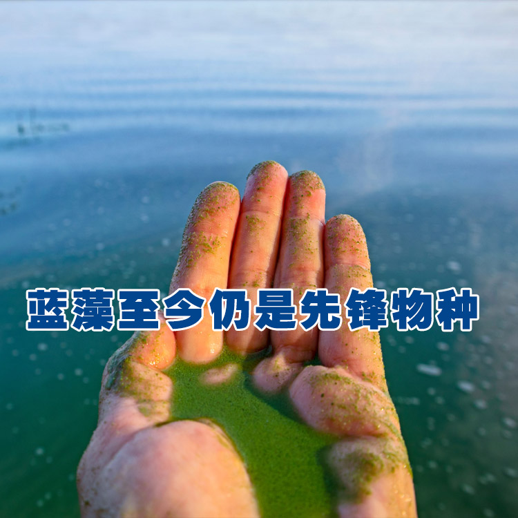 蓝藻至今仍是先锋物种