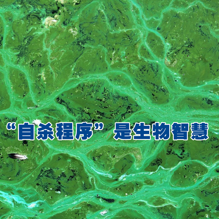 “自杀程序”是生物智慧