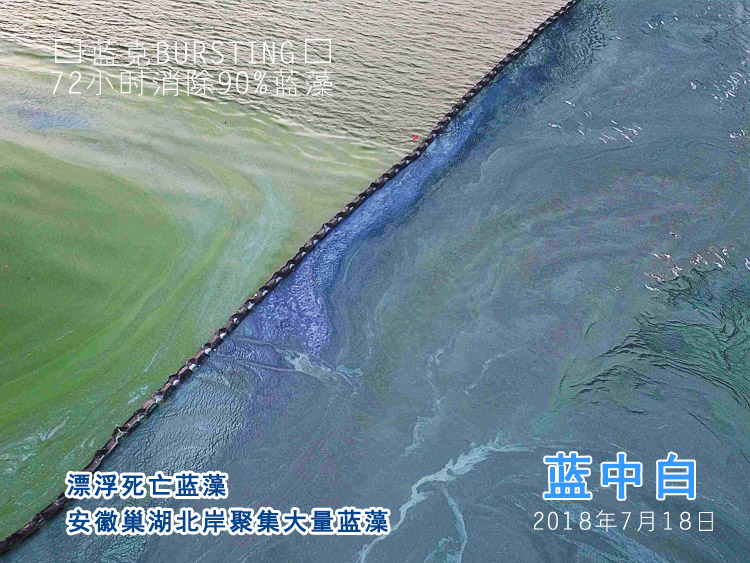 安徽巢湖北岸聚集大量蓝藻