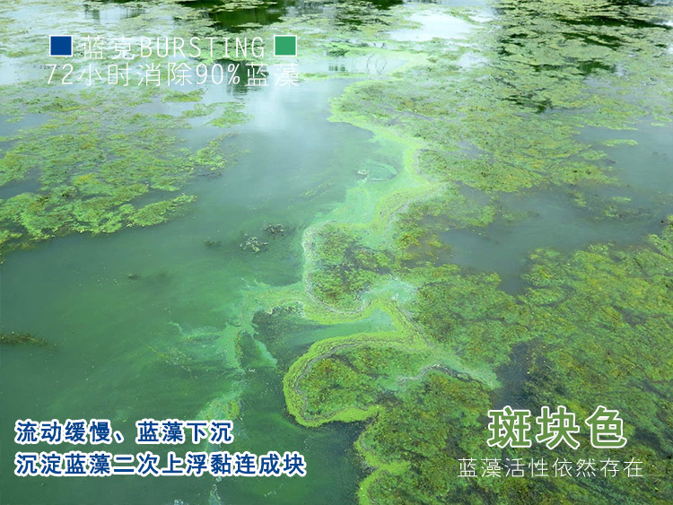 蓝藻斑块