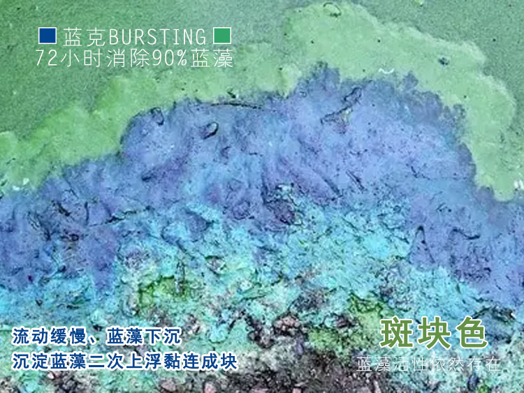 蓝藻斑块色.jpg