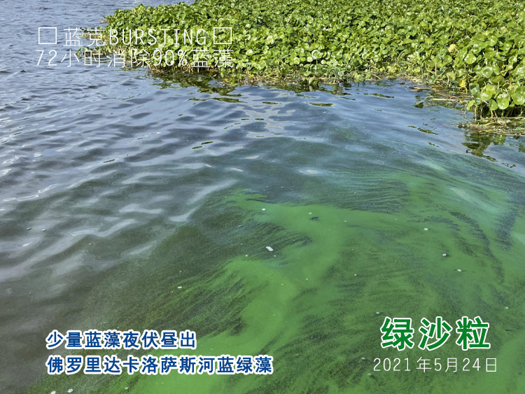 佛罗里达卡洛萨斯河蓝绿藻
