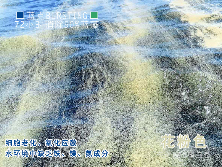 花粉色蓝藻