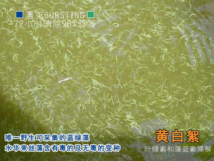 水华束丝藻