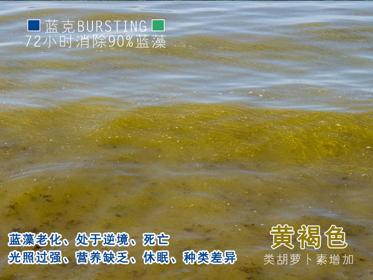 蓝藻老化、营养缺乏、光照过强处于逆境引起色变