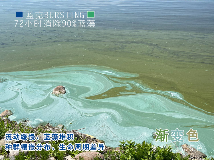 蓝藻渐变色