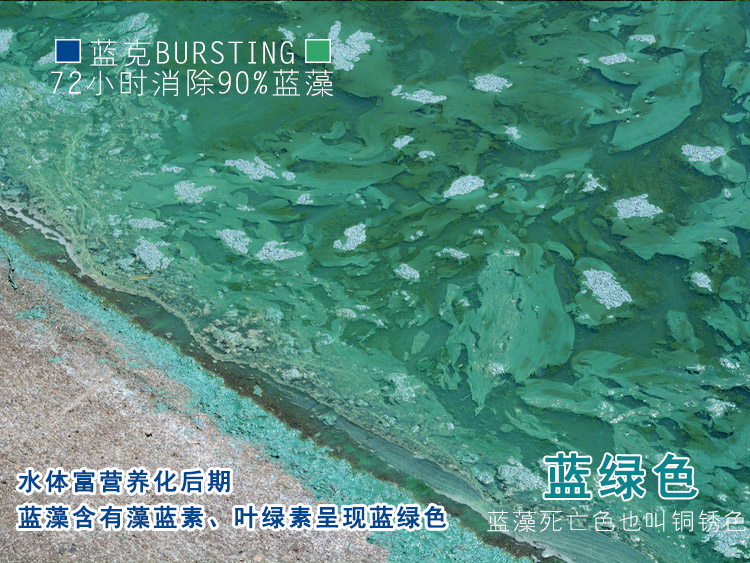 蓝绿色蓝藻