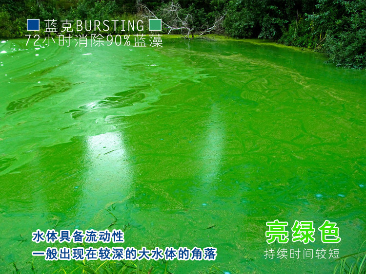 亮绿色水华