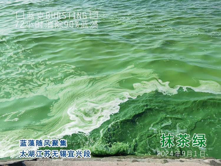 太湖宜兴段蓝藻