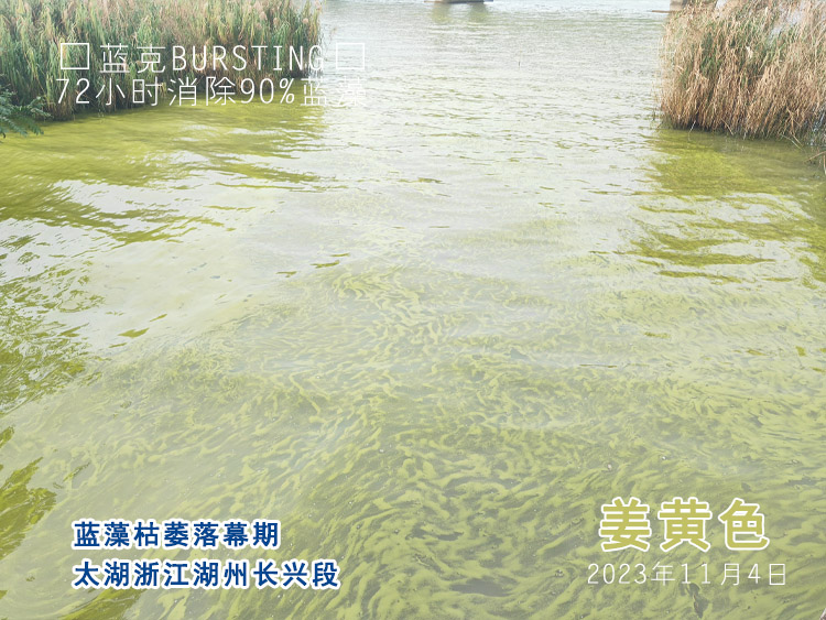 太湖长兴段蓝藻