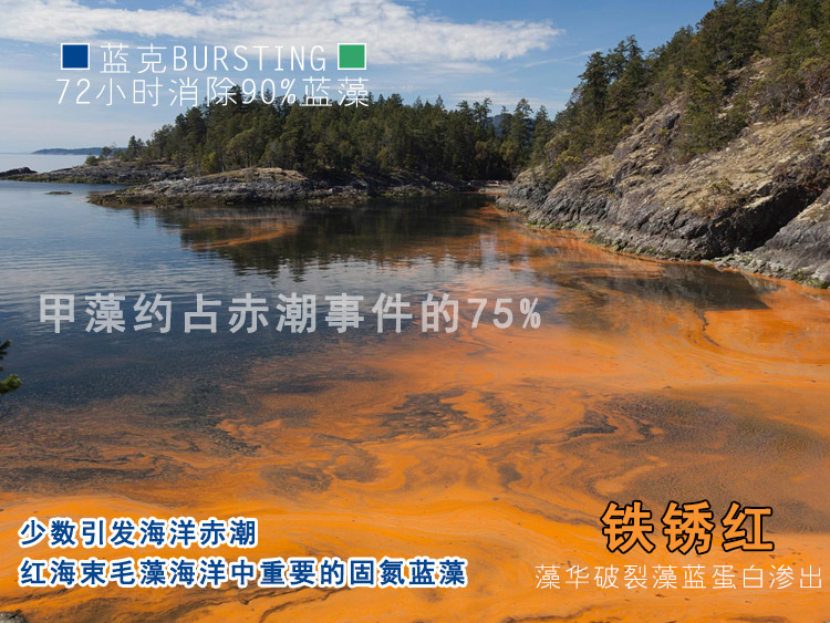 海洋赤潮