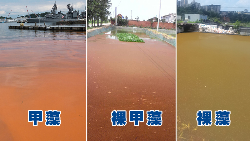 甲藻裸甲藻裸藻