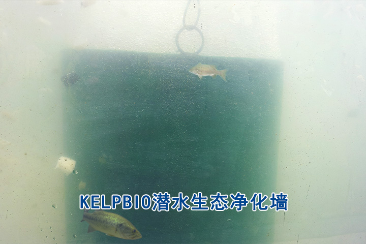 1765528979711384.jpg KELPBIO潜水生态净化墙鱼.jpg