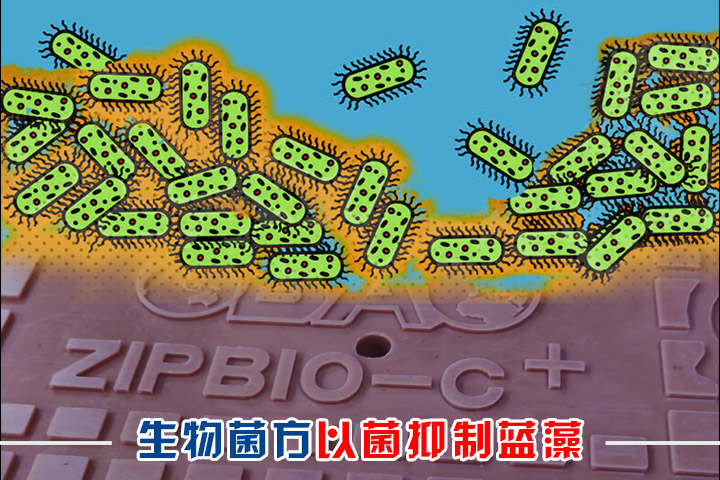 生物蜡块 生物蜡块