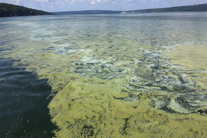 水库蓝藻