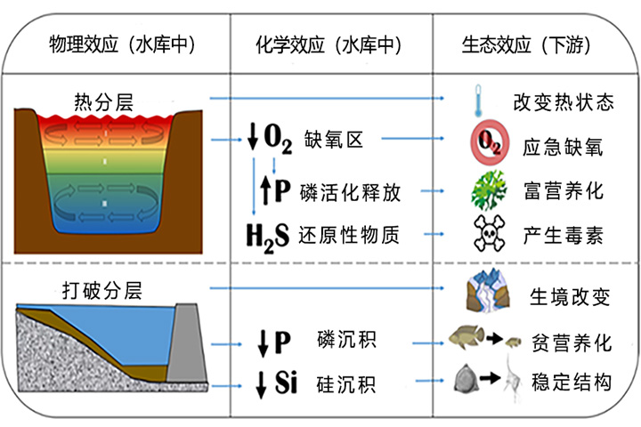 水库水生态修复