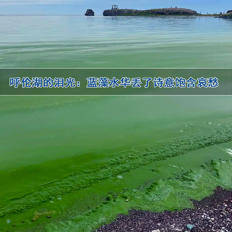 水库蓝藻水华 水库蓝藻水华