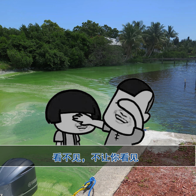 水库蓝藻水华 水库蓝藻水华