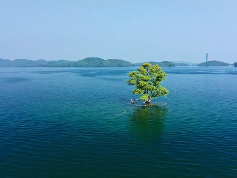 水库自净