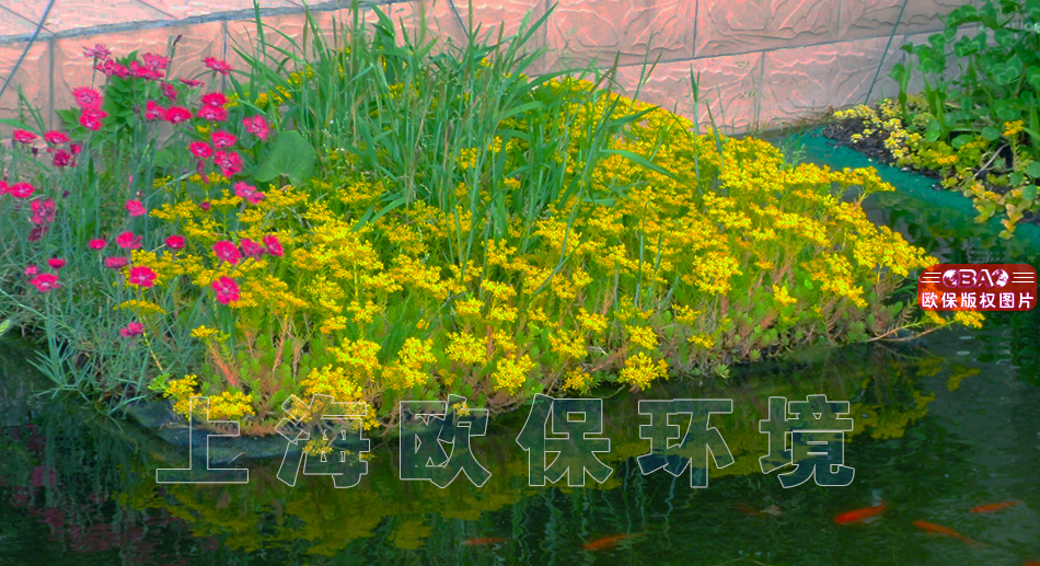 漂浮花园